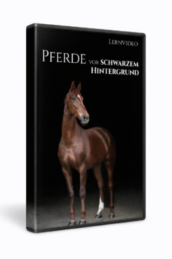 Lernvideo - Pferde vor schwarzem Hintergrund (vollständiger Bearbeitungsworkflow!)